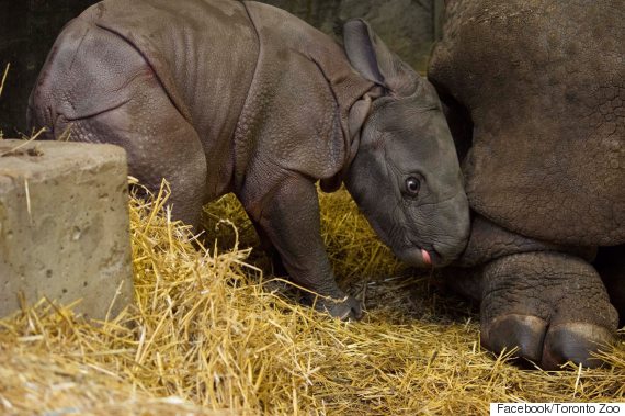 Indian Rhinoceros Gives Birth To Male Calf At Toronto Zoo | HuffPost Canada