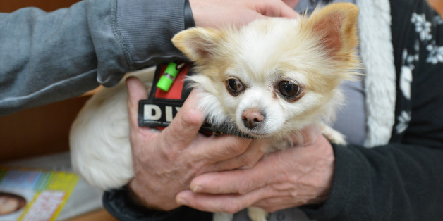 Der Chihuahua Faye hilft den Patienten in der Uniklinik Tübingen