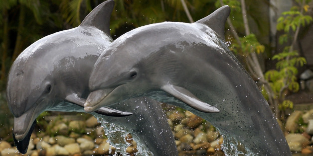 Delfine im Vergnügungspark SeaWorld