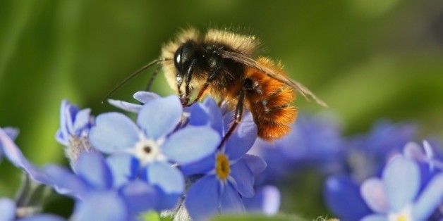 Le déclin des pollinisateurs comme les abeilles menace une partie de la production agricole mondiale