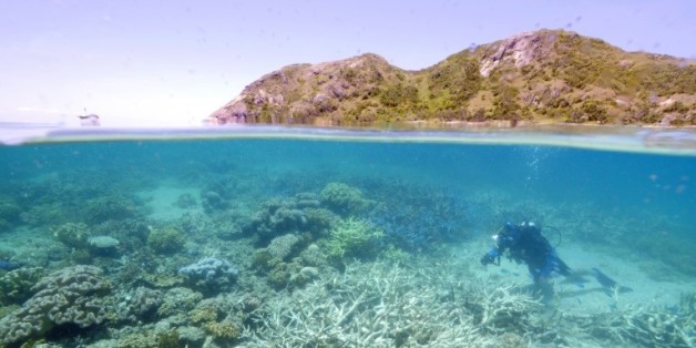 Photographie transmise par WWF le 1er mars 2016, montrant Lyle Vail, directeur de la station de recherche de Lizard Island en train d'examiner le blanchiment du corail au large du Queensland en Australie