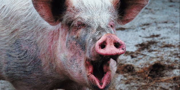 Entspannt euch: CDU will doch keine Schweinefleisch-Pflicht