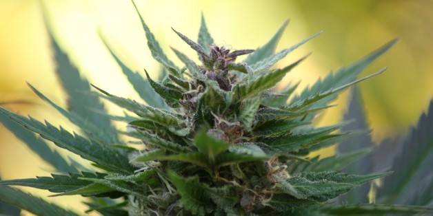 Le Maroc est toujours un exportateur majeur de cannabis