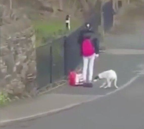 Dog In Care Of RSPCA After Woman Filmed Kicking And Hitting Animal In