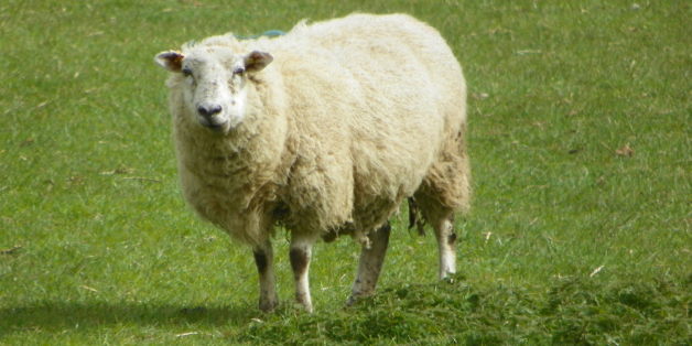 Melilla interdit l'importation de moutons marocains pour l'Aïd