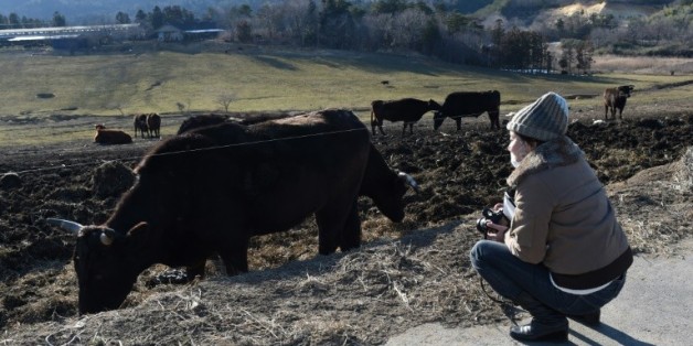Des vaches broutent de l'herbe encore contaminée, près de Namie, le 11 février 2016, dans la région de Fukushima, 5 ans après la catastrophe nucléaire