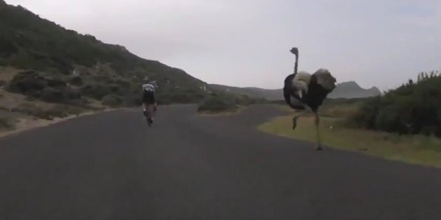 Pris en chasse par une autruche, ces cycliste s'en sont sortis de justesse (VIDÉO)