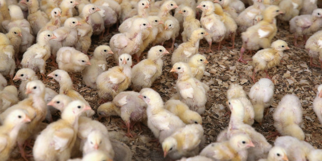 Les États-Unis vont mettre fin au broyage des poussins vivants (contrairement à la France)