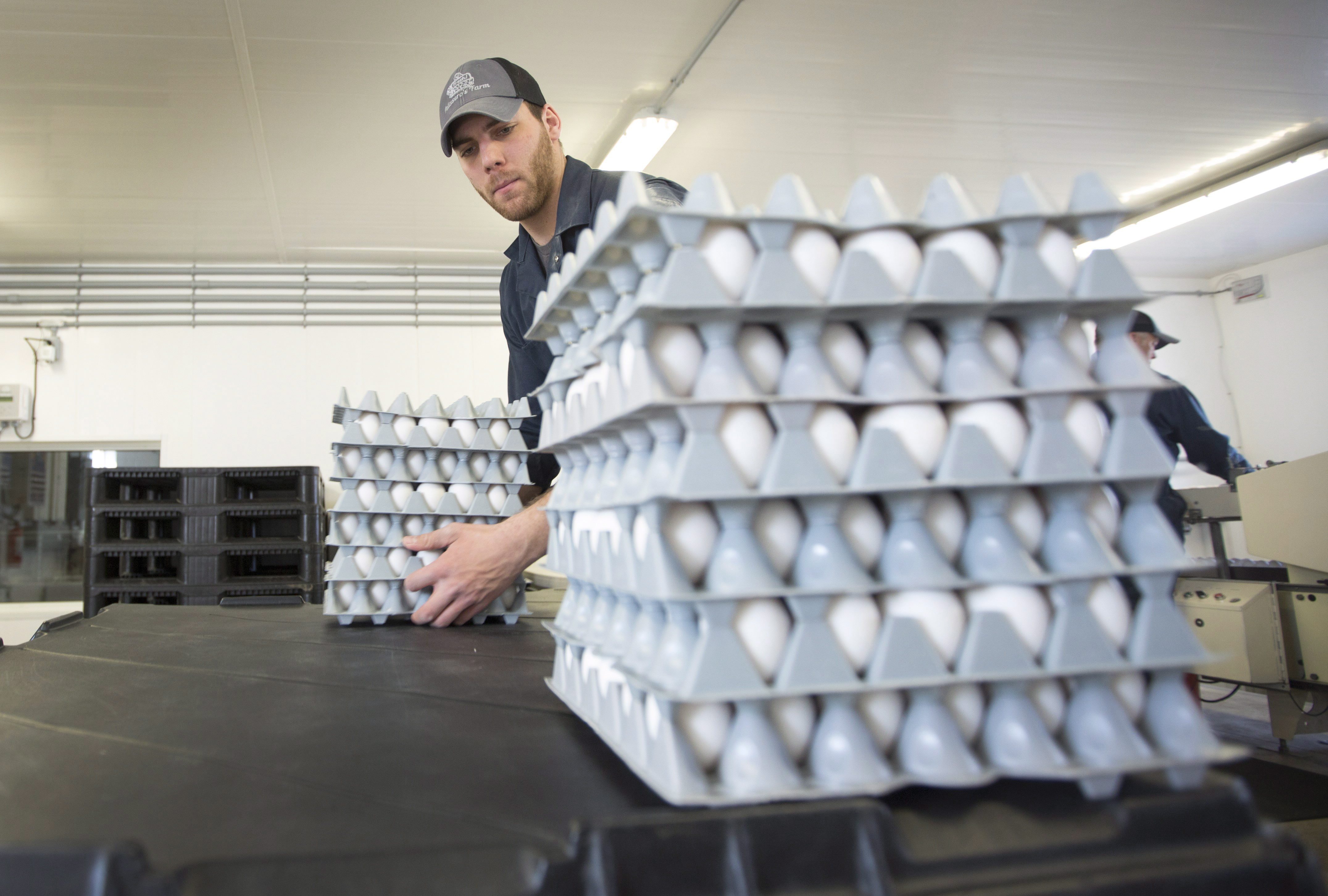 Canadian Egg Farmers Resist Push To Cage Free Housing HuffPost Canada   Original 