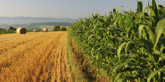 L'assurance agricole de Saham sera sur le marché en 2016