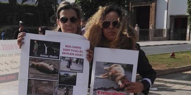 #JesuisBoby, un hashtag pour les chiens errants au Maroc