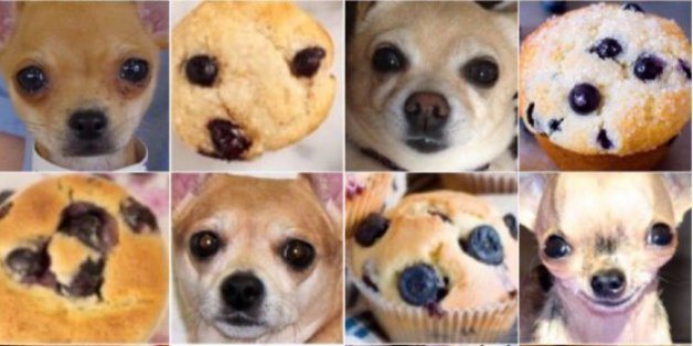 Un chien ou une pâtisserie, ici le jeu se fait avec un chihuahua et un muffin
