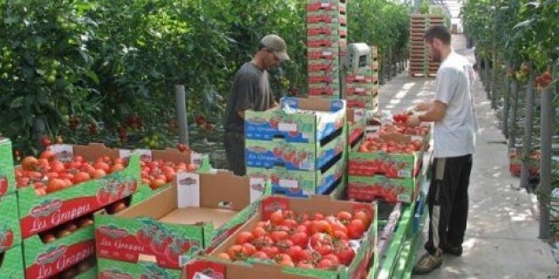 Les agriculteurs italiens dénoncent "l'invasion" de tomates marocaines
