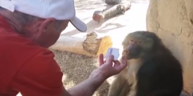 La réaction de ce babouin à un tour de magie est géniale
