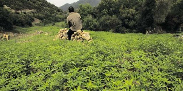 Le cannabis au centre d'un colloque international organisé à Tanger