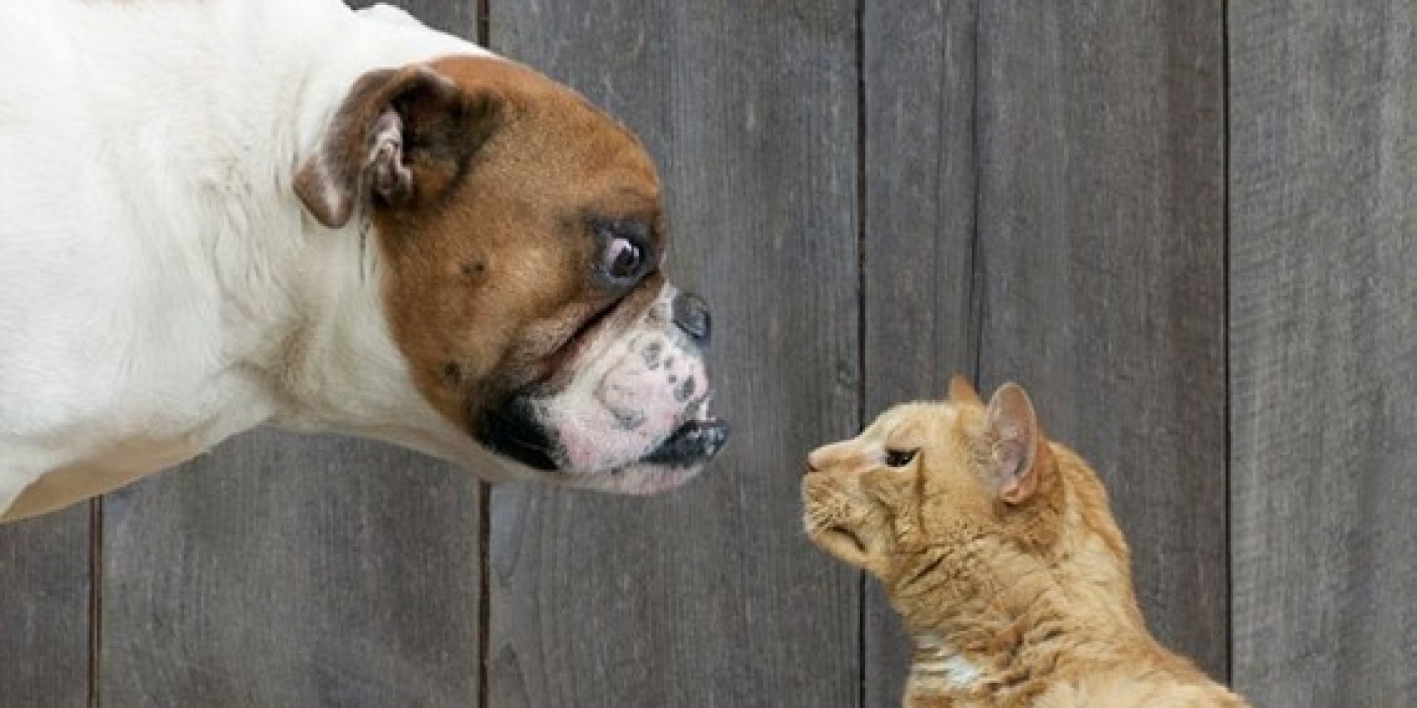 Cat People Vs. Dog People: Can't We All Get Along?