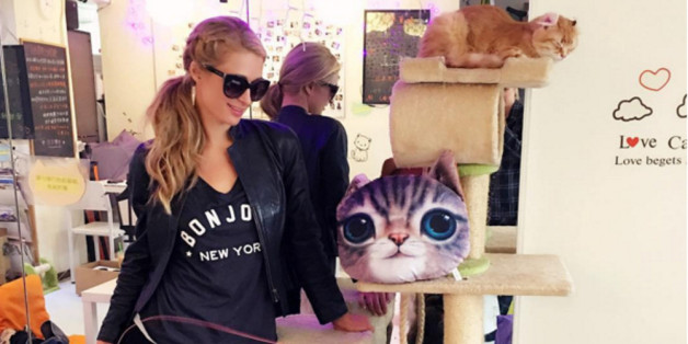 Paris Hilton ist begeistert vom Konzept des Katzencafés