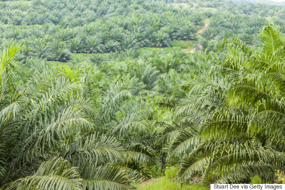 palm oil