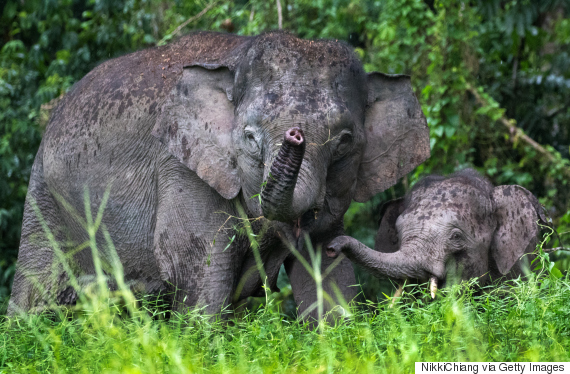 pygmy elephant