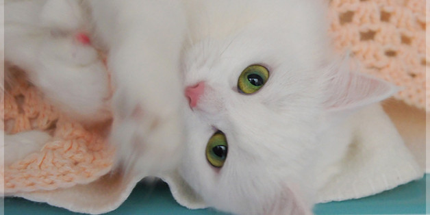 What can I say about Lily? I was totally bewitched. She's even more beautiful than she looks in this photo. You won't be remotely surprised to know that she was reserved the moment a member of the public laid eyes on her. Lily is 2 years old and came into the rescue centre where I volunteer because her owners were moving into rented accommodation and weren't allowed to take her with them. They must be devastated. She's enchanting and incredibly affectionate. Mind you, my right leg looks l