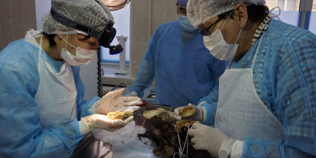 Les scientifiques autopsient le corps d'un des chiots retrouvés en Russie - mars 2016
