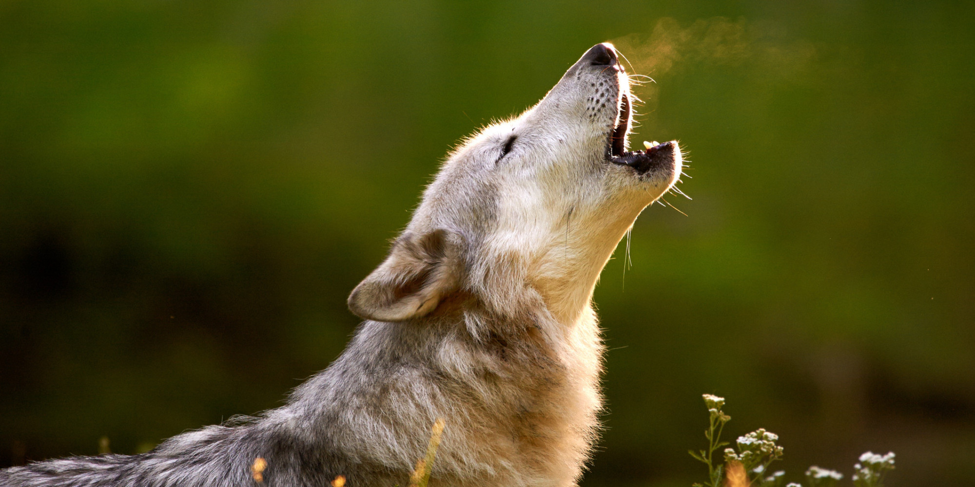Are Dogs Really That Different From Wolves? | HuffPost