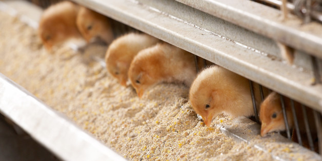 chick factory