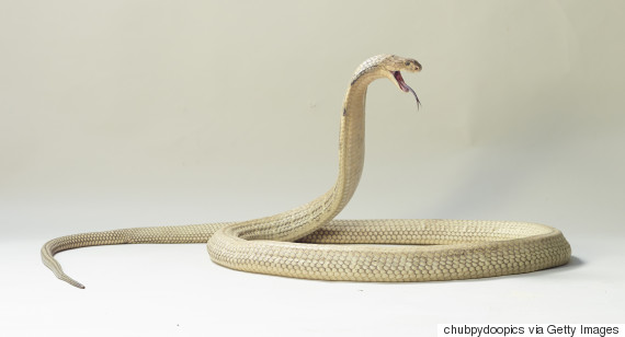 snake