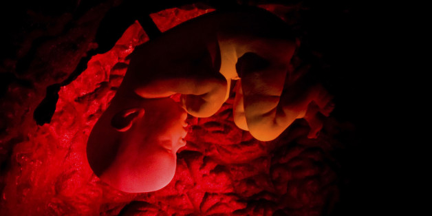 ** FILE ** A human embryo is shown in a three-dimensional film on human reproduction at the Corpus museum in Oegstgeest 35 kilometers (21 miles) southeast of Amsterdam, Netherlands in this March 14, 2008 file photo. "Corpus," a new attraction in the Netherlands, hopes that a combination amusement park and health education museum will encourage kids to take better care of their own bodies. The building incorporates a 35-meter (115-foot) high seated human figure into its structure. All the walls and halls are modeled with fiberglass to resemble the inside of a giant human body, giving visitors the sensation of being shrunk down to a tiny scale. (AP Photo/ Fred Ernst, File)