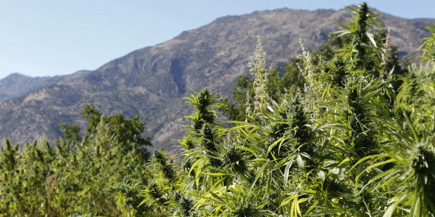 This Sept. 14, 2014 photo shows a view of swaths of cannabis near the village of Ketama in the Village of Bni Hmed in the Ketama Abdelghaya valley, northern Morocco. There are an estimated 80,000 families in the rugged northern Rif mountains of Morocco who make their living from growing marijuana, according to U.N. estimates and their efforts have made Morocco the main hashish supplier for Europe and the world. (AP Photo/Abdeljalil Bounhar)