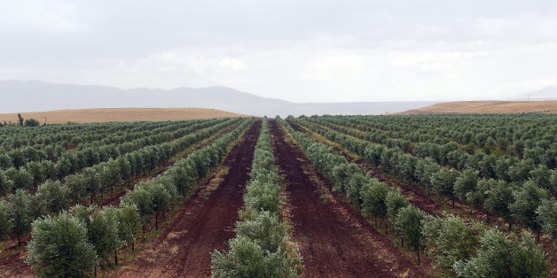 TO GO WITH AFP STORY BY EMMANUELLE MICHEL A picture shows an olive field of Moroccan Agro-Industrial company, Lesieur Cristal, in Meknes, on May 25, 2015 . AFP PHOTO / FADEL SENNA (Photo credit should read FADEL SENNA/AFP/Getty Images)
