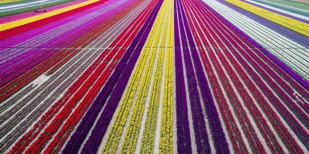 KONYA, TURKEY - APRIL 13: Colorful tulip fields, sized 300 decare, which have been opened to public for two days in Karatay, Konya on April 13, 2016. (Photo by Murat Oner Tas/Anadolu Agency/Getty Images)