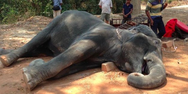 Elefant stirbt vor Erschöpfung, nachdem er Touristen durch die Hitze von Kambodscha getragen hatte