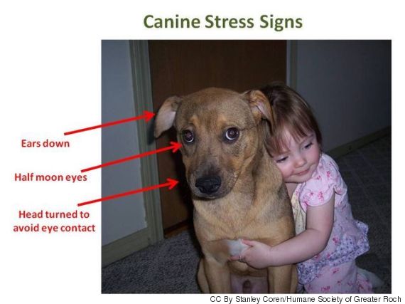 Vous aimez faire des câlins à votre chien? Lui peut-être moins Vous aimez faire des câlins à votre chien? Lui peut-être moins