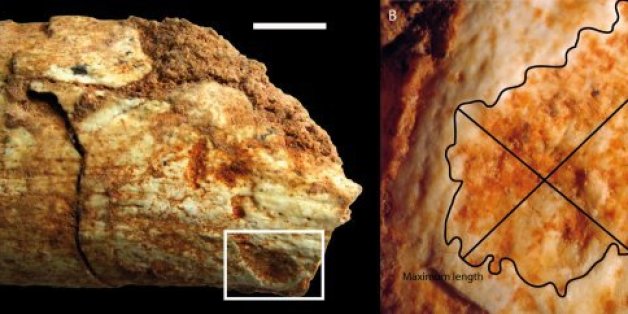 Cet os retrouvé au Maroc prouve que les hommes préhistoriques servaient de repas aux carnivores