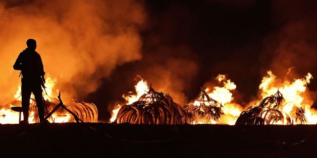 TOPSHOT - A Kenya Wildlife Services (KWS) ranger stands guard in front illegal stockpiles of burning elephant tusks at the Nairobi National Park on April 30, 2016.Eleven giant pyres of tusks were set alight Saturday as Kenya torched its vast ivory stockpile in a grand gesture aimed at shocking the world into stopping the slaughter of elephants. Lighting the fire in Nairobi's national park, Kenyan President Uhuru Kenyatta demanded a total ban on trade in ivory to end the 'murderous' trafficking a
