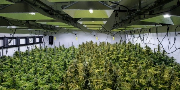 Alternatives solutions, une plantation de marijuana à visée médicale à Washington DC le 20 avril 2016