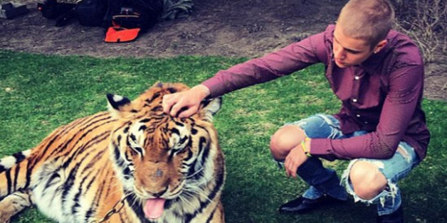 Justin Bieber streichelt einen Tiger im heimischen Garten - ein No-Go für Peta