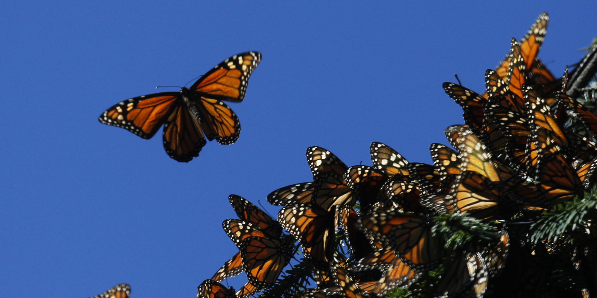 Endangered Monarch Butterflies Face Their Greatest Threat High in the
