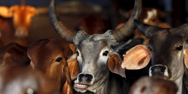 Une vache de l'état indien du Maharashtra.