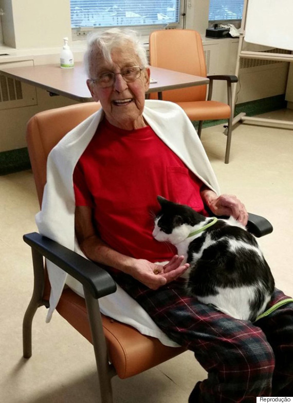 idoso gato hospital