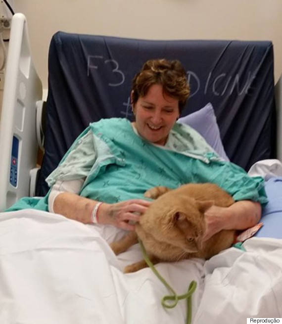 gato paciente hospital