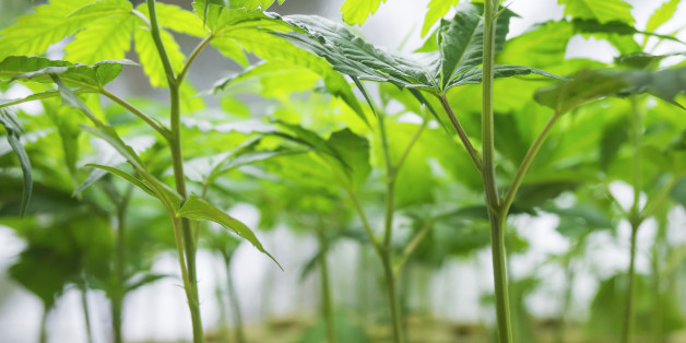 Marijuana plant, Cannabis Background.