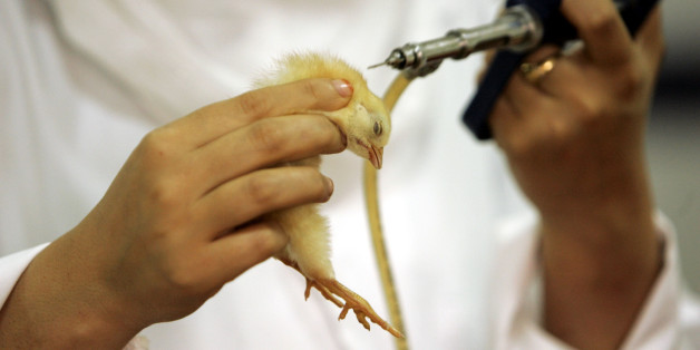 A veterinarian vaccinates a chick against different viruses at a hatchery in western city of Blida May 28, 2007. REUTERS/Zohra Bensemra (ALGERIA)