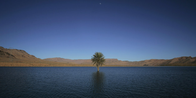 A palm tree grows in the Errachidia reservoir near the Ziz oasis March 7, 2009. When Moroccan rivers start to dry out in the north of the Sahara desert they create spectacular oasis. Huge palm trees grow around the water, and the Berbers cultivate the surrounding land through channelled irrigation systems. Picture taken March 7, 2009. REUTERS/Rafael Marchante (MOROCCO TRAVEL ENVIRONMENT)