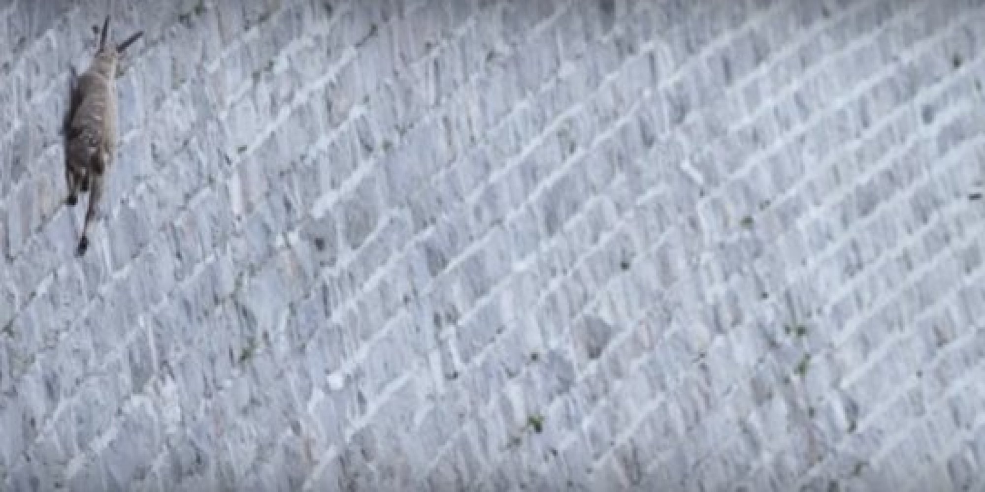 Watch These Amazing Alpine Goats Scale a NearVertical Dam HuffPost