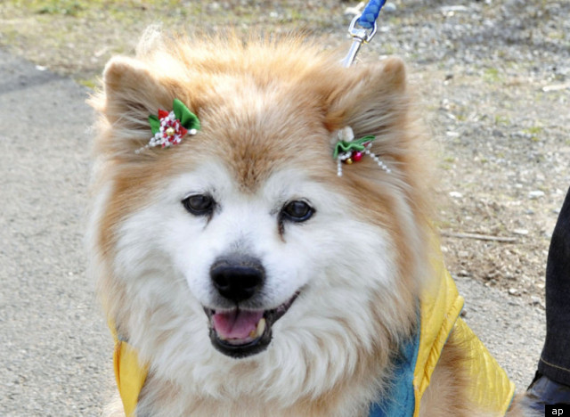 The World's Oldest Dog, Pusuke, Dies In Japan At The Age ...