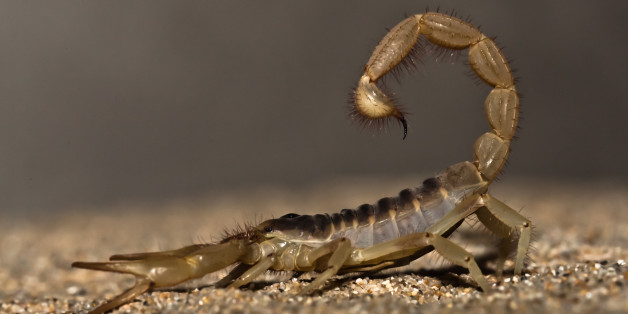 30.000 cas de piqûres de scorpions par an au Maroc