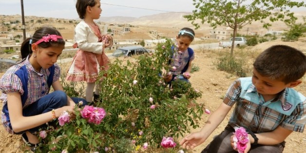 Cueillette de roses de Damas à el-Mrah, près de Damas, le 11 mai 2016