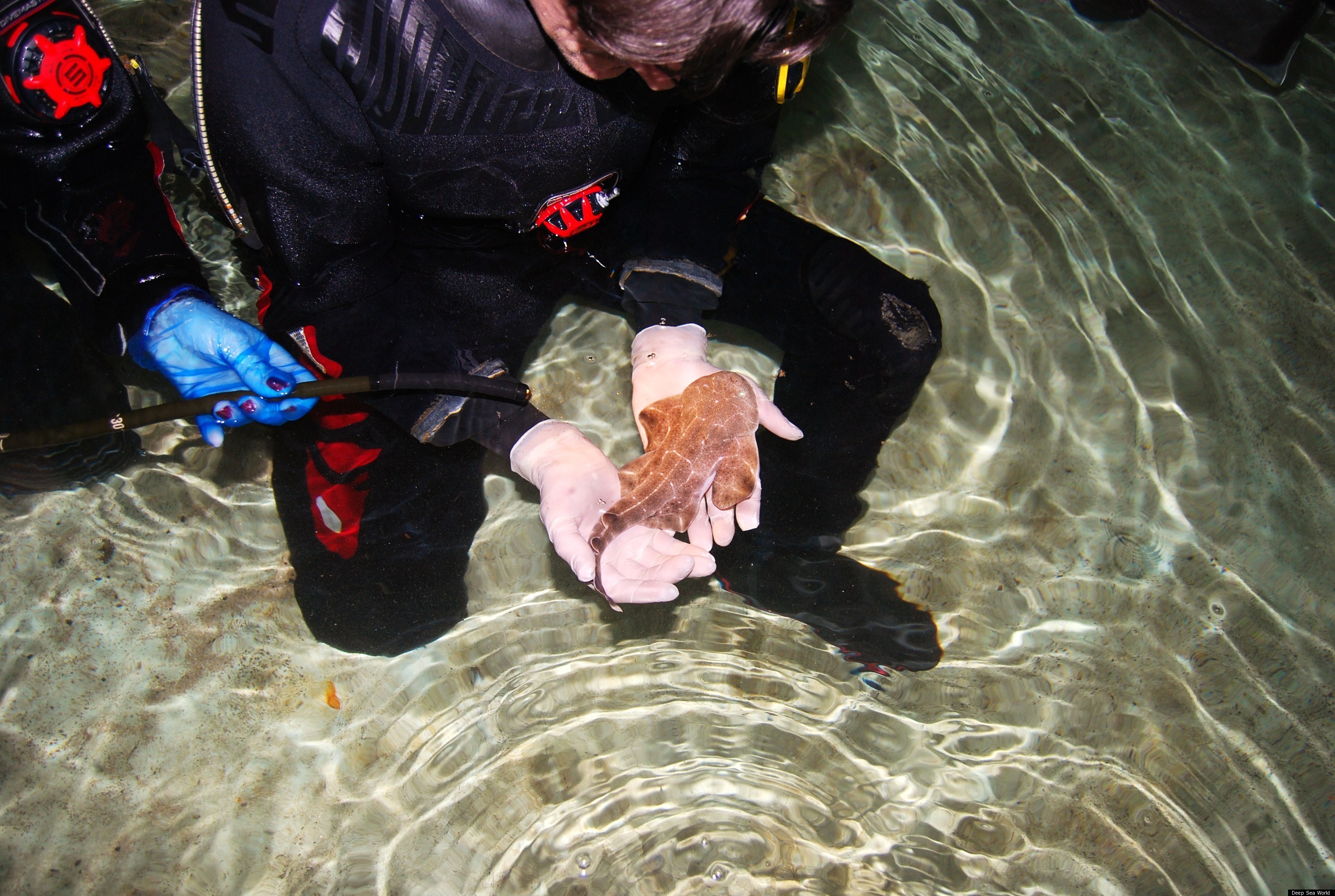 Angel Shark Babies Born At Scotland's Deep Sea World (Pictures)
